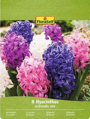 Obrázek produktu pro Hyacinty mix FloraSelf 14/15 8 ks