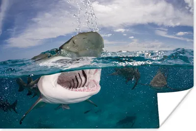 Produktbild von MuchoWow® Poster Hai oberhalb der Wasseroberfläche 90x60 cm - Schlafzimmer