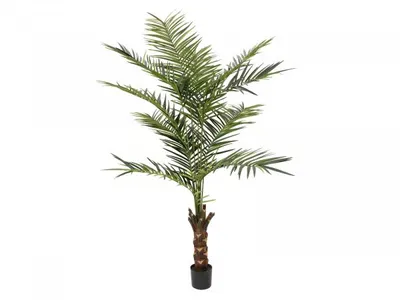 Zdjęcie produktu dla EUROPALMS Palma Kentia, sztuczna roślina, 240 cm (82511368)