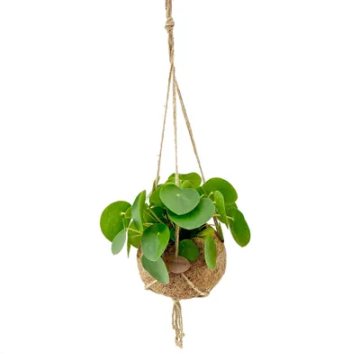 Obrázok produktu pre Kokodama Pilea peperomioides (L)