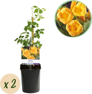 Produktbild von Green boutiQ - Trompetblume - Campsis radicans Flava - Blüte Gelb - Wenig Pflege - 2 Pflanzen - Topf 11cm Höhe 40cm