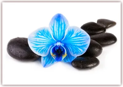 Produktbild von XXL Poster 100 x 70cm (F-221) wunderschöne blaue Orchidee auf schwarzen Steinen benetzt mit Morgentau - Feng Shui (Lieferung gerollt!)
