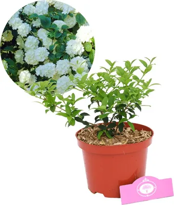 Produktbild von Viburnum 'burkwoodii' Schneeball, 2 Liter Topf