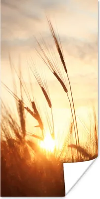 Produktbild von MuchoWow® Poster Schilf - Gras - Sonnenuntergang - Natur - Horizont 60x120 cm - Wandschmuck