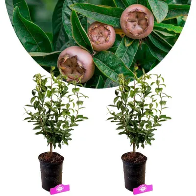 Obrázok produktu pre Sada 2 stromčekov nespalníka (Mespilus germanica) – výška 40–60 cm – 2-litrový kvetináč