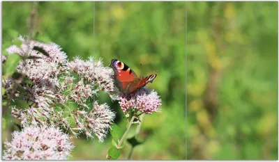 Produktbild von Wallario Herdabdeckplatte aus Glas, Größe 90 x 52 cm 3-teilig, Motiv Schmetterling auf Blüte