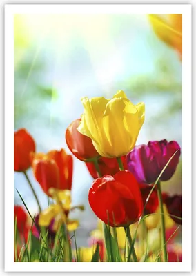 Produktbild von Poster - Poster ohne Rahmen - Tulpe Blume Plantage Wiese - 70x100 cm - Wand Bild - Wanddeko - Wandbilder - Kunstposter - Wandposter - Bilder - Kunstdruck - Wanddekoration - Wandbild - P2XPA70x100-2566