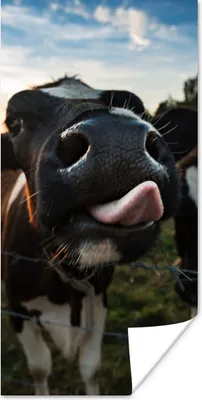 Produktbild von MuchoWow® Poster Kuh - Tiere - Natur - Ausgezeichnete Zunge 20x40 cm - Plakat - Foto