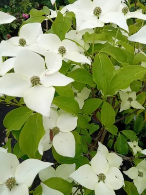 Produktbild von Blumen - Hartriegel Cornus Kousa Milky Way Zierstrauch 40 - 60 cm