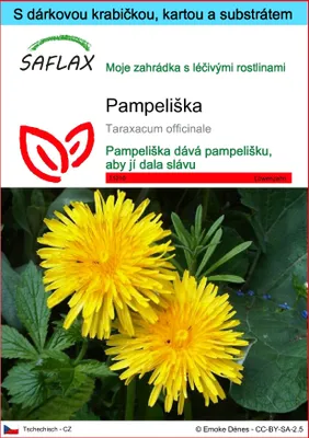Obrázek produktu pro SAFLAX Dárková sada - pampeliška - Taraxacum officinale - 200 Semena - S dárkovou krabičkou, přepravním štítkem, dárkovou kartou a pěstebním médiem