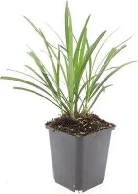 Immagine prodotto di Liriope muscari 'Ingwersen' - Vaso da 9 cm - Set di 12 piante