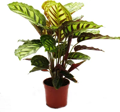 Produktbild von Tienistá rastlina s neobvyklým vzorom listov - Calathea roseapicta - 14cm kvetinác - výška cca 50cm