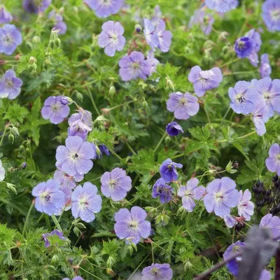 Obrázek produktu pro Pelargónie Rozanne (Storchschnabel) Ø 9 cm, výška 10–25 cm, 6 rostlin, fialové květy, půdopokryvná