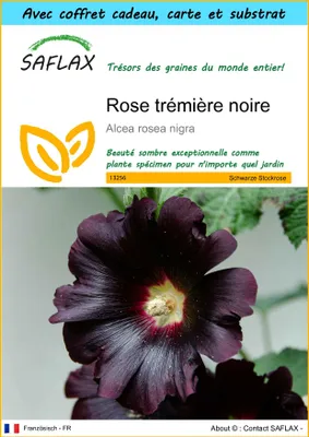 Image de SAFLAX Ensemble-cadeau - Rose trémière noire - 100 graines - Alcea