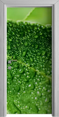 Produktbild von Tür Selbstklebende 90x210 cm Türfolie Türtapete Klebefolie - Limette Blätter