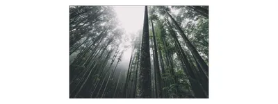 Zdjęcie produktu dla Fototapeta Abstrakcyjny Las Przyroda Dekoracja Nowoczesna do Salonu 3D Krajobraz Pejzaż 450x300cm