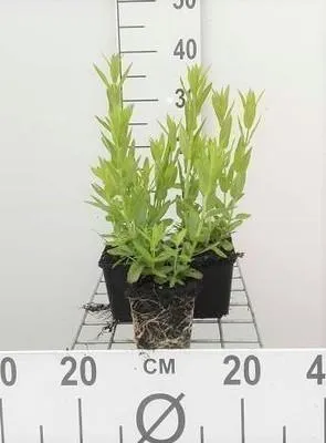 Immagine prodotto di 6 x Lythrum sal. 'Robert' - Loosestrife - vaso 9 x 9 cm