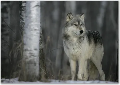 Produktbild von Tulup® Leinwandbild - 100x70 cm - Wandkunst - Drucke auf Leinwand - Leinwanddruck - Tiere - Grau - Grauer Wolf