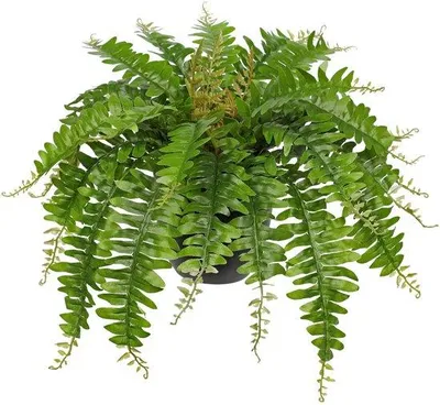 Image de Fougère artificielle de 48 cm, plante verte noire pour l'intérieur et l'extérieur