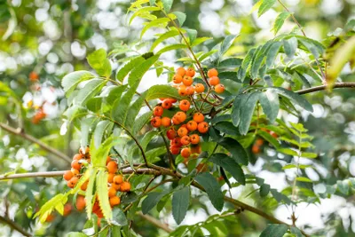Produktbild von Sorbus aucuparia 'Fastigiata', Säulen-Eberesche, 100–125 cm