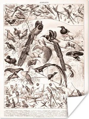 Produktbild von MuchoWow® Poster Vogel - Natur - Schwarz - Weiß 60x80 cm - Schlafzimmer Dekoration