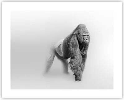 Produktbild von Poster - Poster ohne Rahmen - Orang-Utan Tier - 50x40 cm - Wand Bild - Wanddeko - Wandbilder - Kunstposter - Wandposter - Bilder - Kunstdruck - Wanddekoration - Wandbild - P2XAA50x40-4105