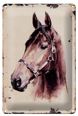 Produktbild von Blechschild Retro 20x30cm Portrait Pferd Kopf Schild