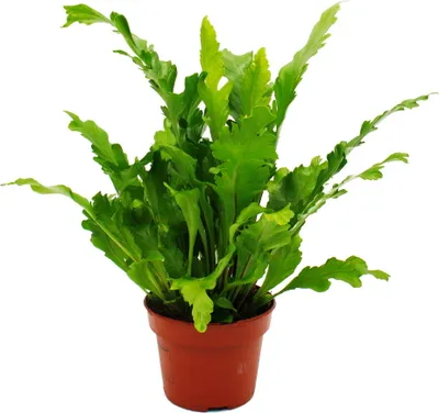 Zdjęcie produktu dla Asplenium nidus Campio - specjalne odmiany paproci do pokoju - paproc gniazdowa - doniczka 12 cm - wysokosc ok. 25 cm