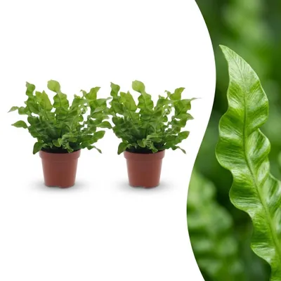 Produktbild von Asplenium Crispy Wave – Asplenium Crispy Wave – 2 Pflanzen - 30cm - Ø12cm