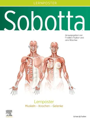 Produktbild von Sobotta Lernposter Anatomie