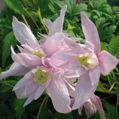 Obrázek produktu pro Clematis Markham's Pink 2L
