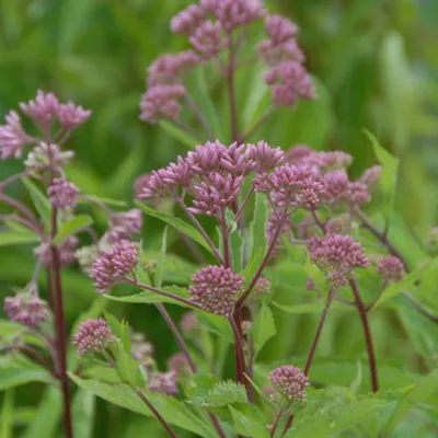 Immagine prodotto di 6 x Eupatorium maculatum 'Purple Blush'  | Vaso 9 cm x 9 cm
