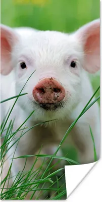 Produktbild von MuchoWow® Poster Schwein - Tiere - Groß 20x40 cm - Plakat - Foto