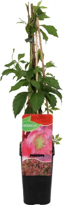 Zdjęcie produktu dla Bloomique - Parthenocissus quinquefolia Engelmannii - Dzikie pnącze - Rośliny pnące - Rośliny ogrodowe - Odporne na zimę - 50-70 cm wysokości - Doniczka 15 cm
