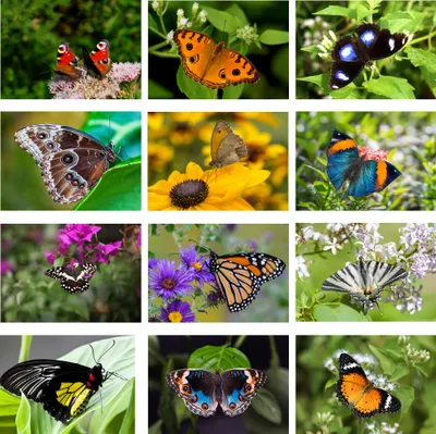Produktbild von Schmetterlingszauber Set 12 Poster DIN A5 Schmetterling - Seelenzauber