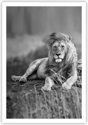 Produktbild von Poster - Poster ohne Rahmen - Löwe Tier Natur - 70x100 cm - Wand Bild - Wanddeko - Wandbilder - Kunstposter - Wandposter - Bilder - Kunstdruck - Wanddekoration - Wandbild - P2XPA70x100-3931
