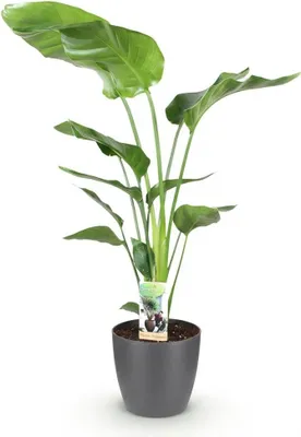 Produktbild von Ø21cm 110-120cm Zimmerpflanze Grünpflanze Topfpflanze - Indoor Pflanze Büro