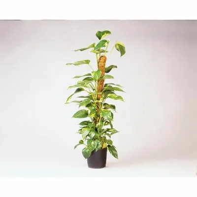 Immagine prodotto di Protector Nature Fibra di cocco 120 cm