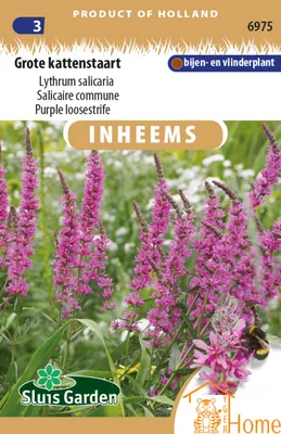 Produktbild von Samen der Großen Katzenrute: Eine stattliche Pflanze mit wunderschönen rosa Blüten, die Bienen und Schmetterlinge anzieht. Perfekt für einen farbenfrohen und artenreichen Garten