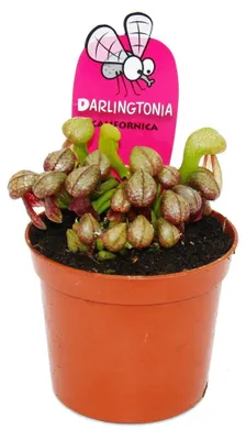Produktbild von Fleischfressende Pflanze - Kobralilie - Darlingtonia californica - 9cm Topf - Rarität
