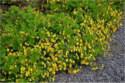 Produktbild von Stauden Gänge 100 x Waldsteinia geoides - Ungarwurz - Goldene Blütenpracht für schattige Ecken. - Pflegeleicht - Winterhart - Bodendecker
