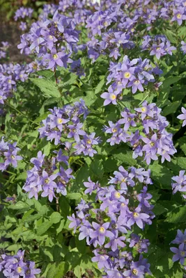 Produktbild von Campanula lactiflora 'Prichard', Glockenblume, violett, ca. 9x9 cm Topf