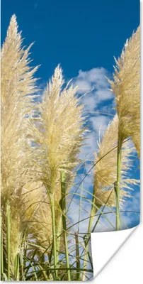 Produktbild von MuchoWow® Poster Pampasgras - Pflanze - Natur 20x40 cm - Plakat - Foto