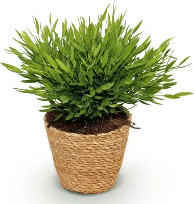 Obrázok produktu pre Bambus Pogonatherum Monica - izbová rastlina v košíku s priemerom 12cm a výškou