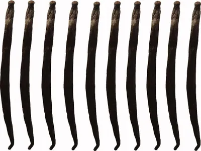 A row of vanilla beans against a white background.