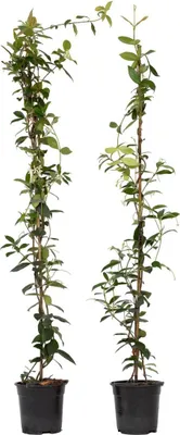 Two potted climbing plants with green leaves and some small white flowers, supported by stakes.