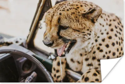 Produktbild von MuchoWow® Poster Auto - Lenkrad - Gepard 120x80 cm - Bilder