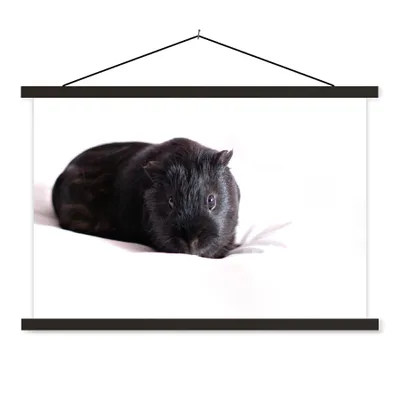 Produktbild von MuchoWow® Textilposter Schwarzes Meerschweinchen 90x60 cm mit schwarzem Rahmen - Aufhängungssatz