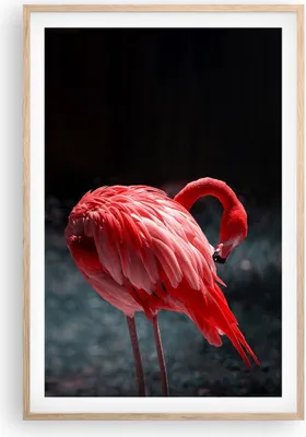 Produktbild von Gerahmtes Poster - Rahmen in heller Eiche - Flamingo Rosa Vogel - 61x91,5 cm - Wand Bild - Wanddeko - Wandbilder - Kunstposter - Wandposter - Bilderrahmen - Bilder - Kunstdruck - P2NPA61x91-4551