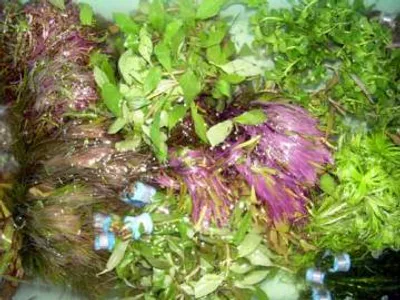 Produktbild von Wasserpflanzen 5 Bund ca 35 Aquariumpflanzen